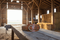 WIDE LEATHER BELT - Wally